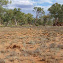 4111-arid australia landscape