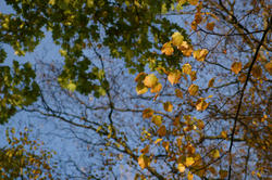 3247-yellow and green leaves