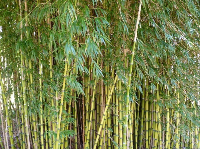 <p>Bamboo jungle at Kingston Lacey</p>