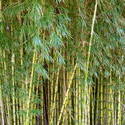 3855-bamboo_forest.JPG