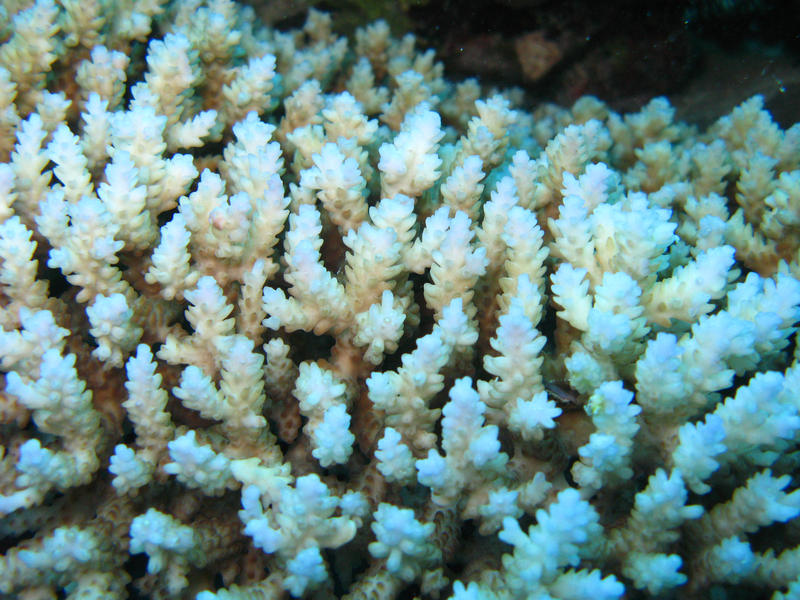 close up on hard corals growing in the wild, suffering from coral bleaching where polyps loose their zooxanthellae