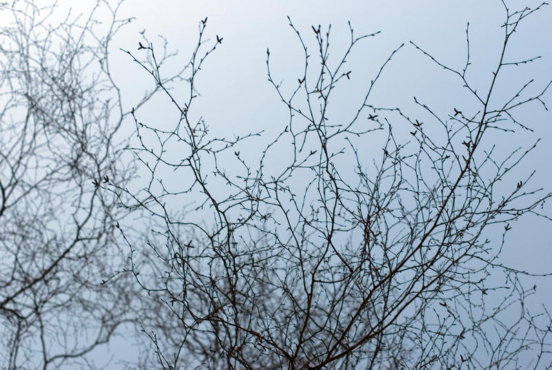 abstract background of budding tree branches and twigs against a winter sky