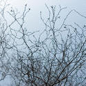 3001-small branches