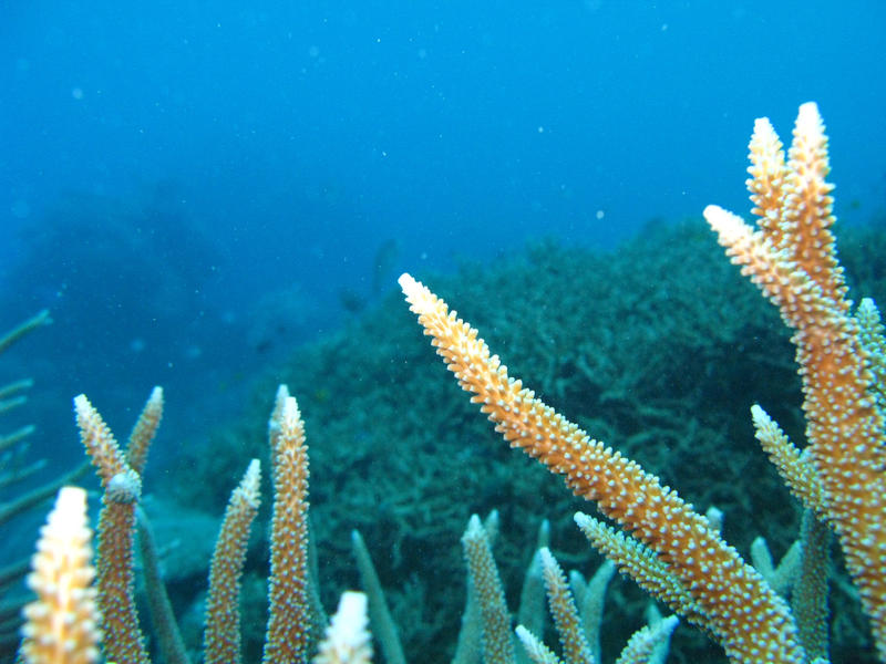 branching or staghorn coral on australias great barrier reef