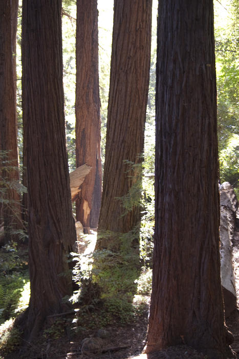 tall california sequoia trees