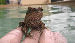 4147-cane toad bufo marinus