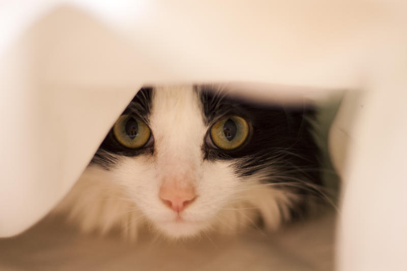 a cute black and white cat hiding under the bed coveres