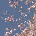 3004-graphic cherry blossom