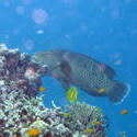 3342-coral fish