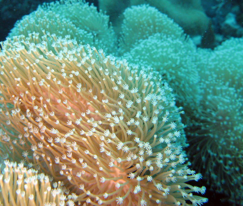 close up on the polyps of a soft coral growth