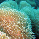 3343-coral polyps macro