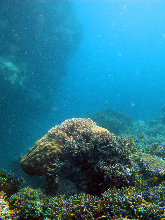 various types of hard corals forming a coral reef