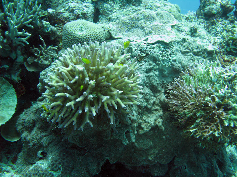 corals underwater