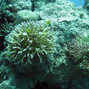 3345-corals