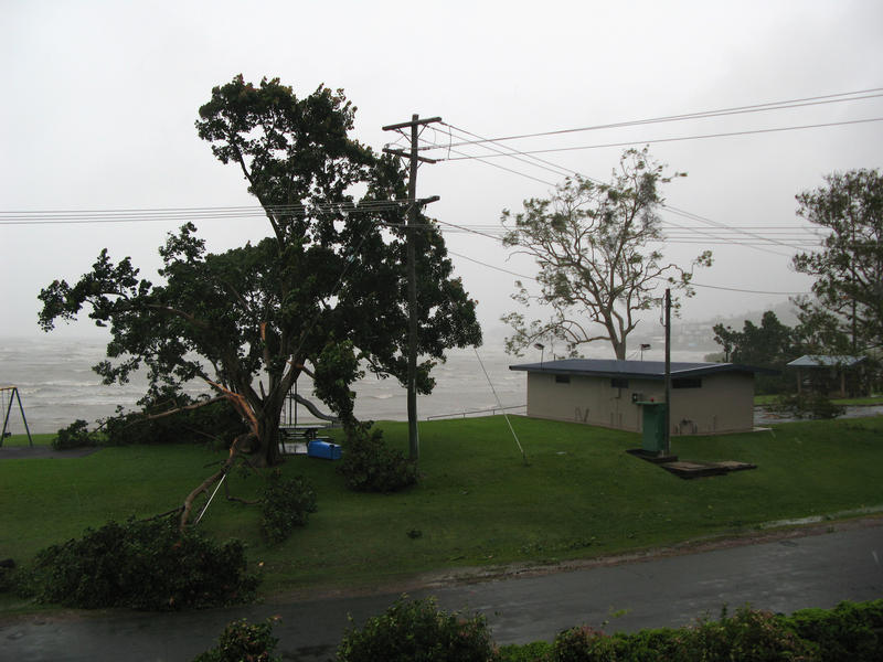 trees damaged after a tropical cyclone
