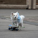 3910-dog on a skateboard