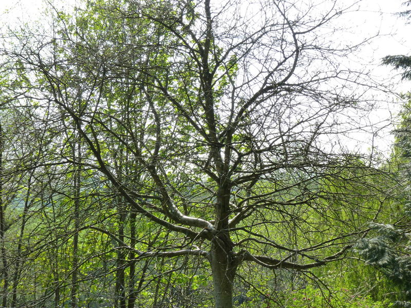 <p>&nbsp;A dormant tree with branches like tenticles.Jpg.</p>