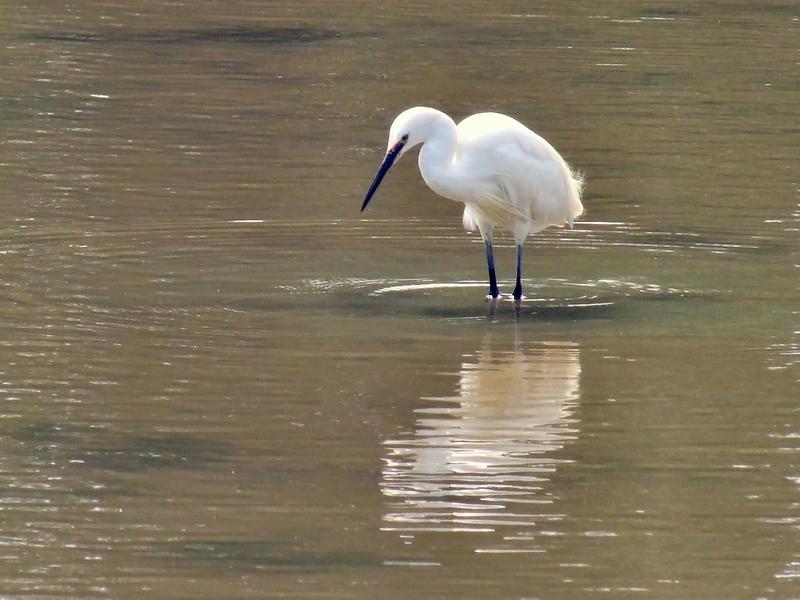 <p>Egret on the mill pond, Wootton Bridge, Isle of Wight&nbsp;</p>