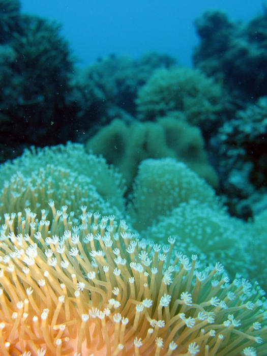 elephants ear coral underwater with polyps extended to catch food