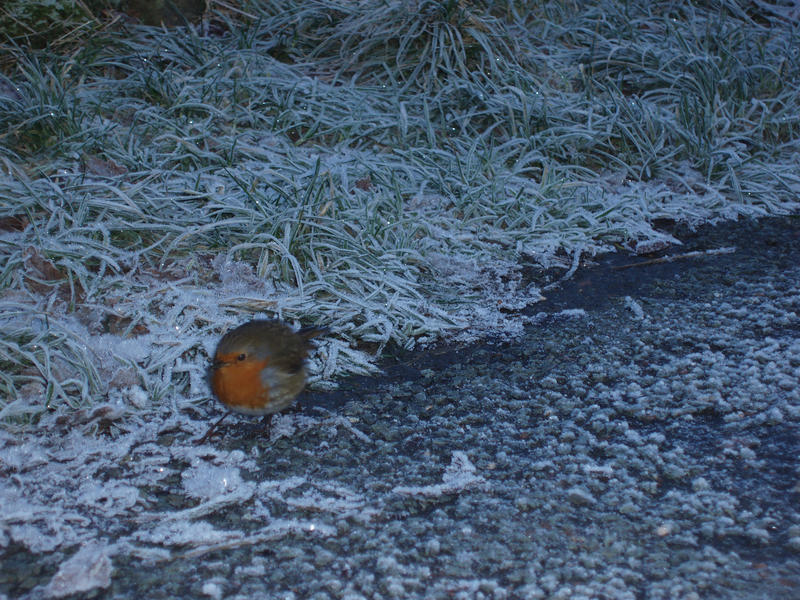 a european robin looking for food on a winter morning