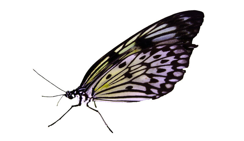 <p>Exotic butterfly on a white background</p>