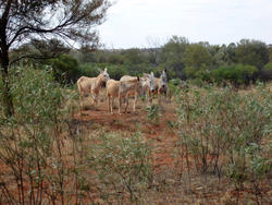 4091-feral donkeys