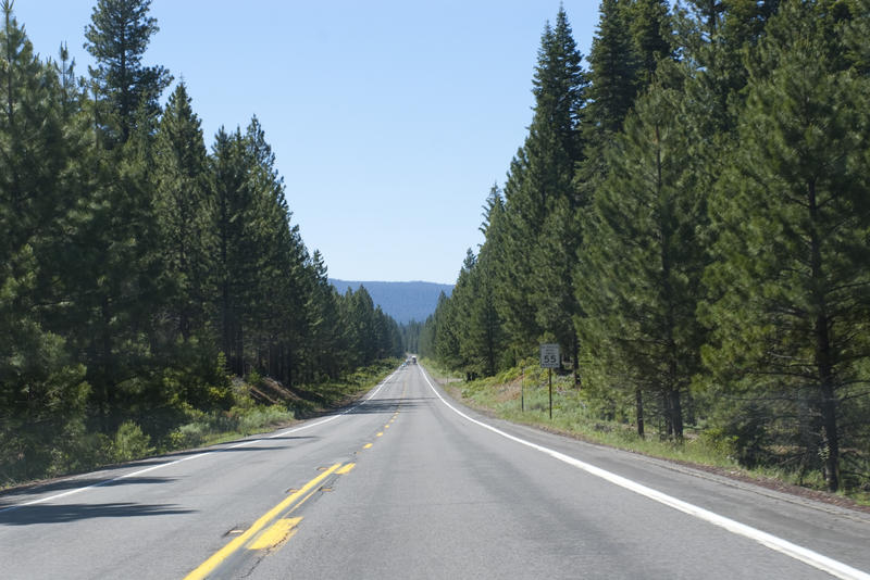 long straight road through a pine forest