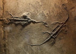 3225-dinosaur fossil