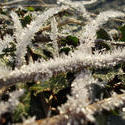 3427-frost crystals