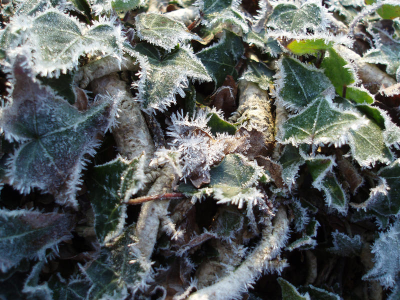 background textural image of ivy runners and leaves coverd in frost