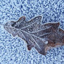 3461-frosty leaf