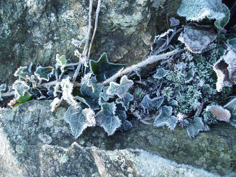 ivy runners and leaves coverd in sparkling frost crystals