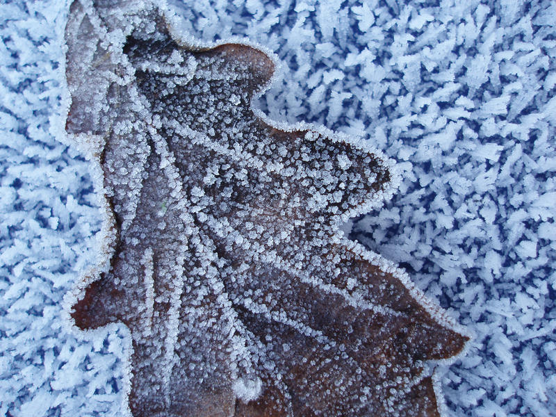 a frozen oak leaf