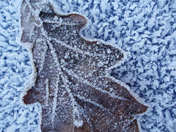 3473-frozen  leaf