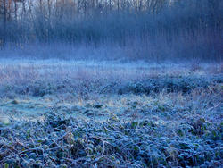 3474-frozen meadow