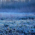 3474-frozen meadow
