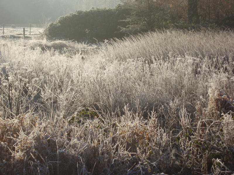 a meadow of tall grasses covered in frost with contre-jour lighting