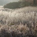 3475-frozen meadow grasses