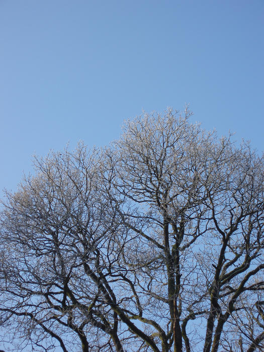 a tree sparking with frost on a crisp winter morning