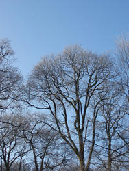 3477-frozen trees