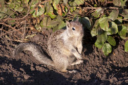 3228-cute squirrel