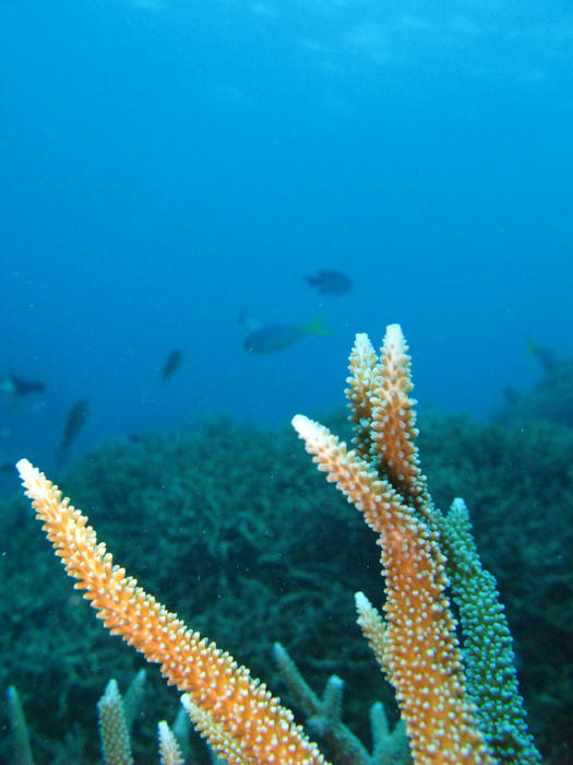 branching or staghorn coral is one of many types of hard coral on the great barrier reef