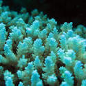 3348-hard corals