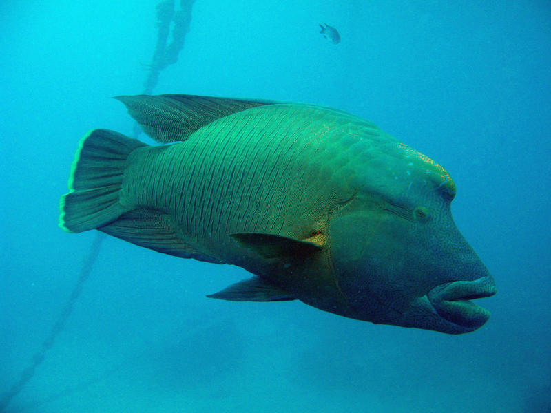 a humphead wrasse in the water