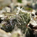3482-ice crystals