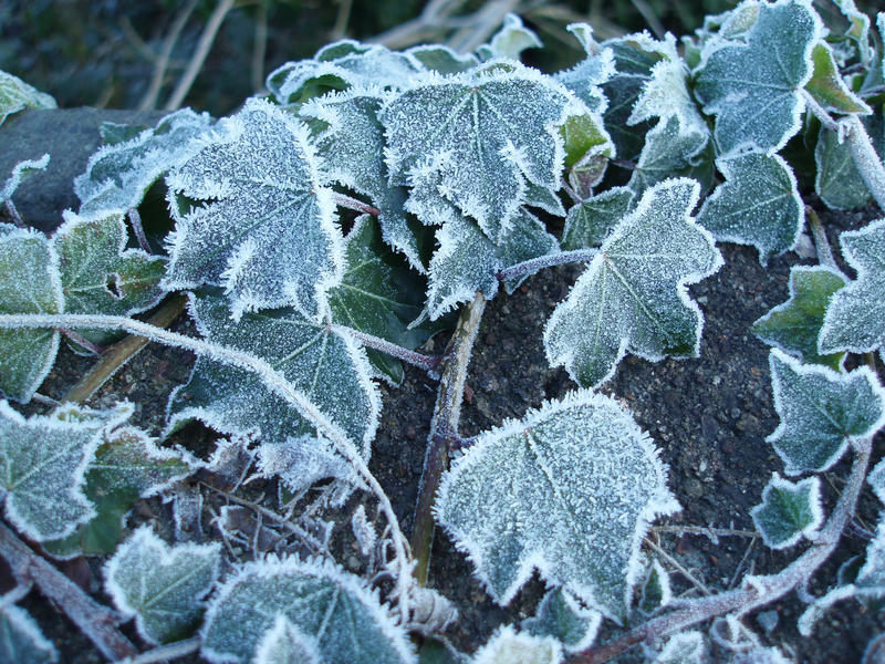 ivy leaves coverd in frosty ice crystals