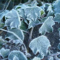 3487-icy leaves