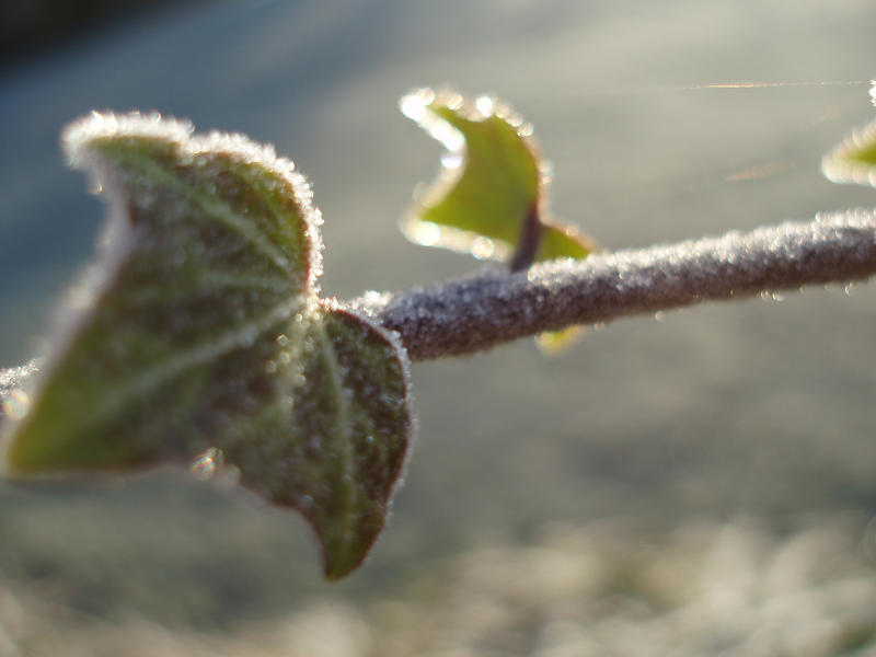 a narrow depth of field image of sun glinting off a frost covered ivy keaf
