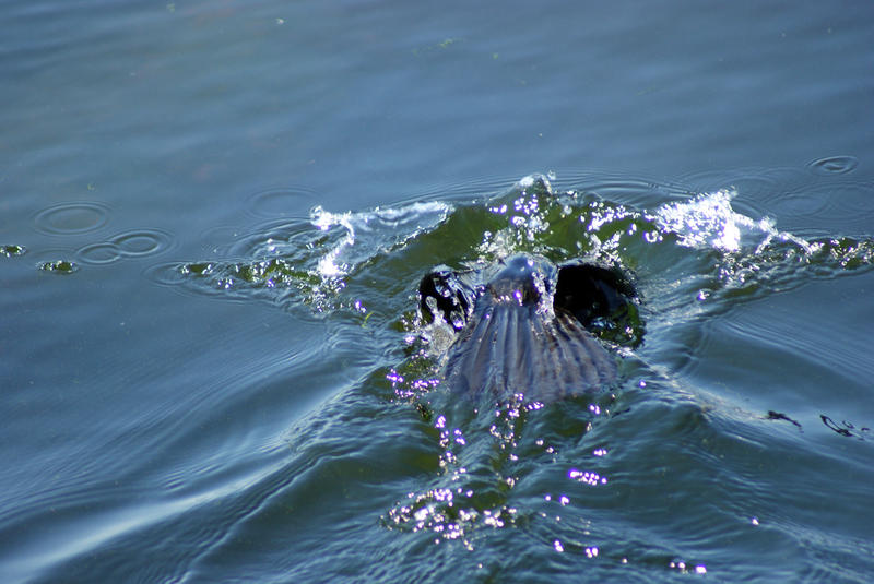 <p>Shot of a Loon just as he dives under</p>SONY DSC