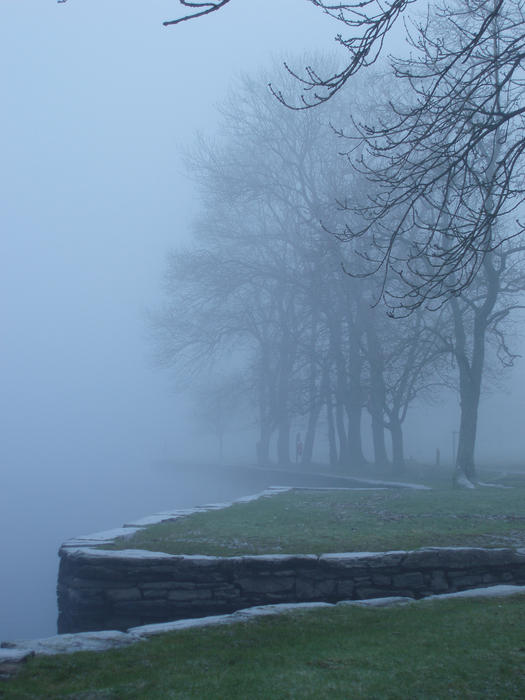 a foggy day with trees by the side of a lake